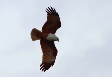 Brahminy kite